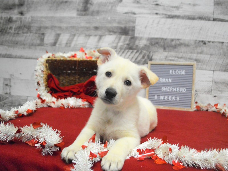 German Shepherd-DOG-Female-White-2989963-Petland Dunwoody Puppies For Sale
