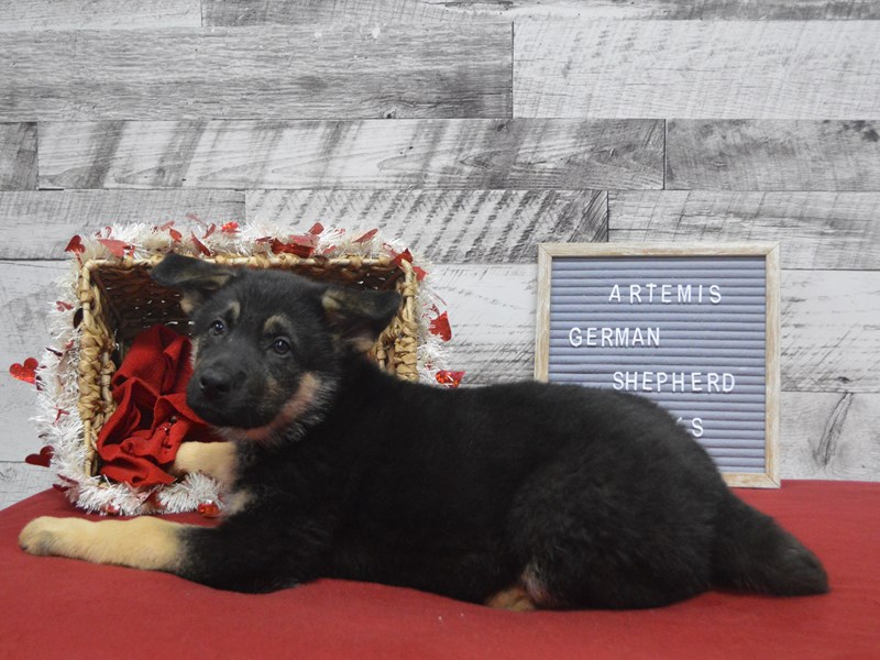 German Shepherd-DOG-Male-Black and Tan-2989960-Petland Dunwoody Puppies For Sale