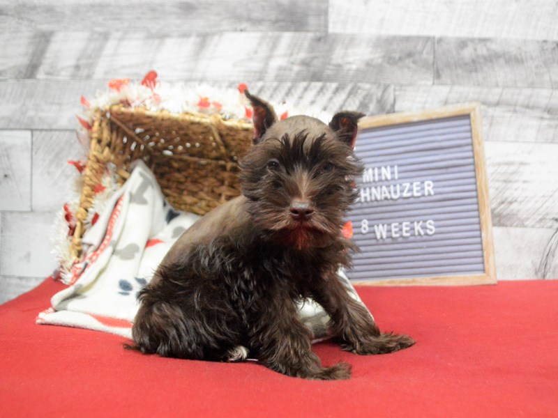 Miniature Schnauzer-DOG-Female-Chocolate-2990065-Petland Dunwoody Puppies For Sale