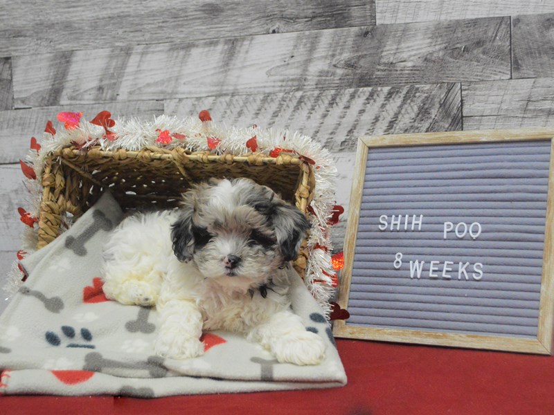Shih-Poo-DOG-Male-Merle-2992205-Petland Dunwoody Puppies For Sale