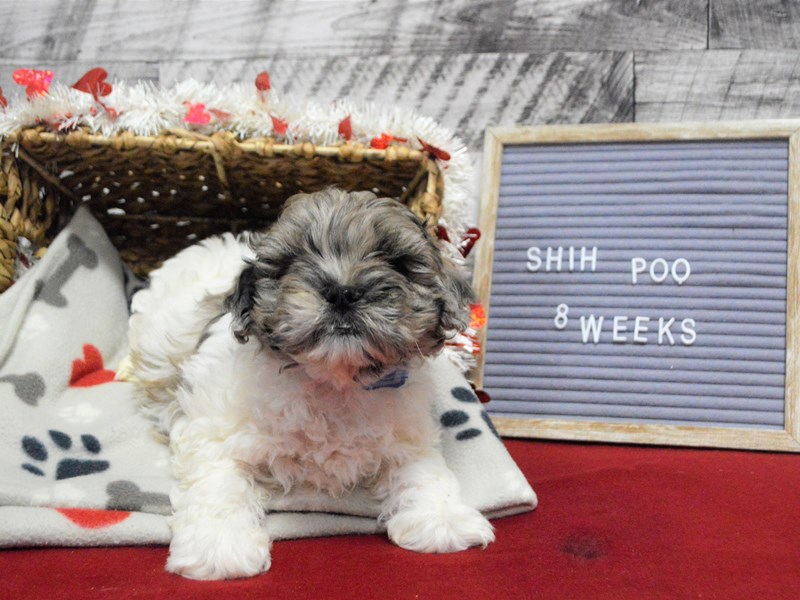 Shih-Poo-DOG-Male-Merle-2992225-Petland Dunwoody Puppies For Sale