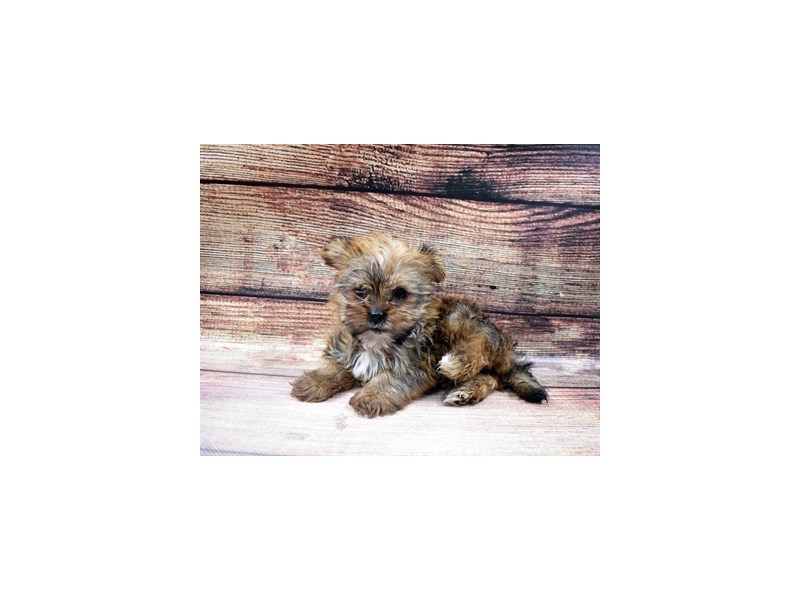 Shorkie-Male-Gold-2998062-Petland Dunwoody Puppies For Sale