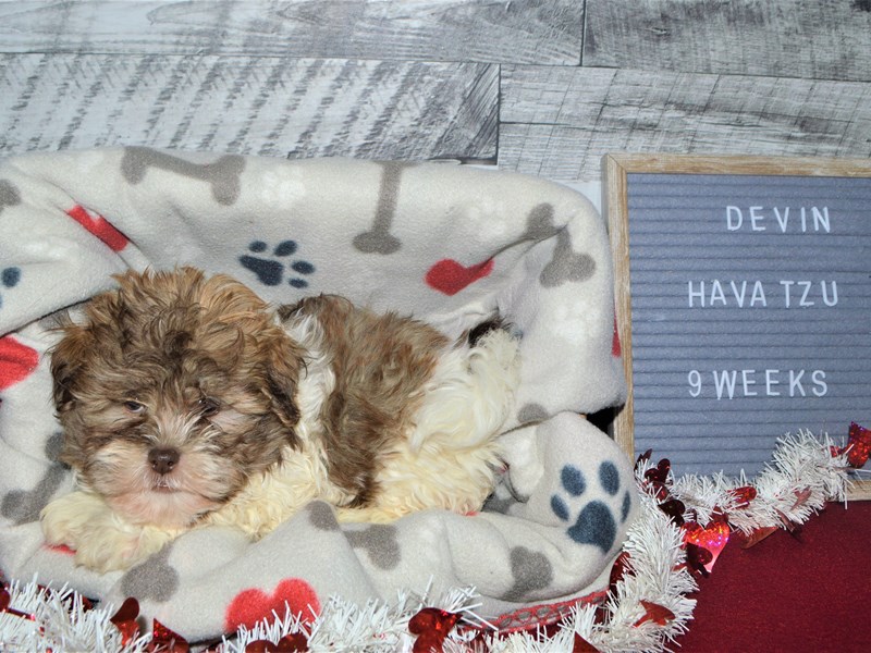 Hava-Tzu-Male-Liver and White-2998837-Petland Dunwoody Puppies For Sale