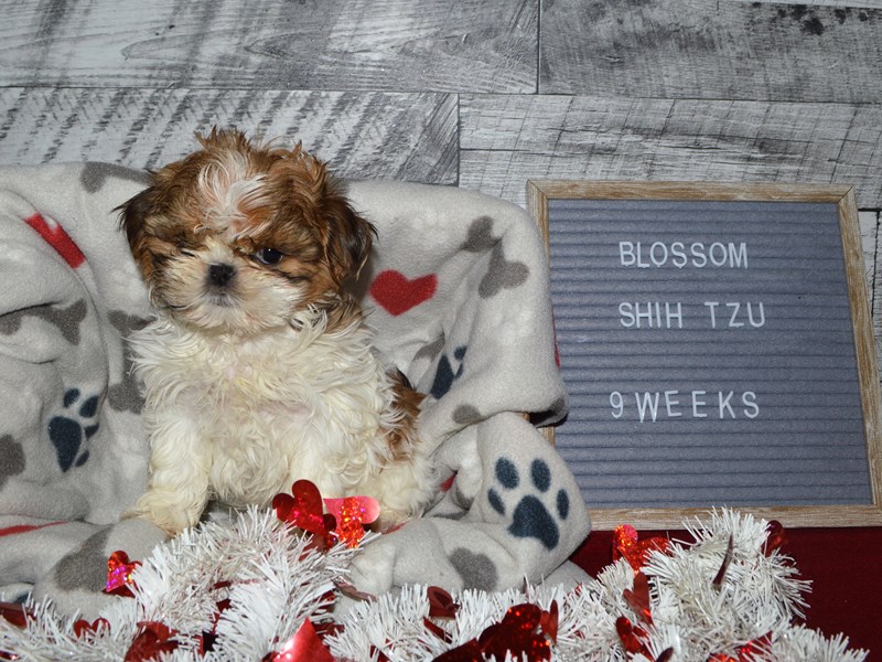 Shih Tzu-DOG-Female-Gold and White-2998821-Petland Dunwoody Puppies For Sale