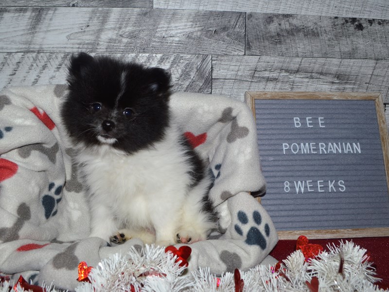 Pomeranian-DOG-Male-Black and White-2998766-Petland Dunwoody Puppies For Sale