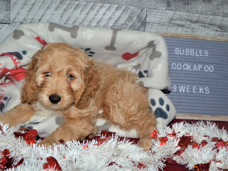 Cock-A-Poo-DOG-Female-Tan-2998760-Petland Dunwoody Puppies For Sale
