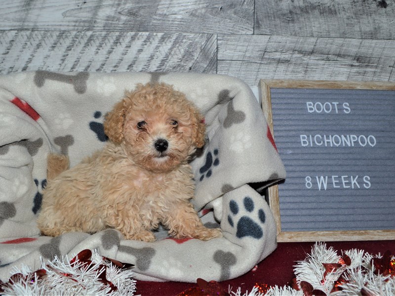 Bichon Poo-DOG-Male-Cream-2998753-Petland Dunwoody Puppies For Sale