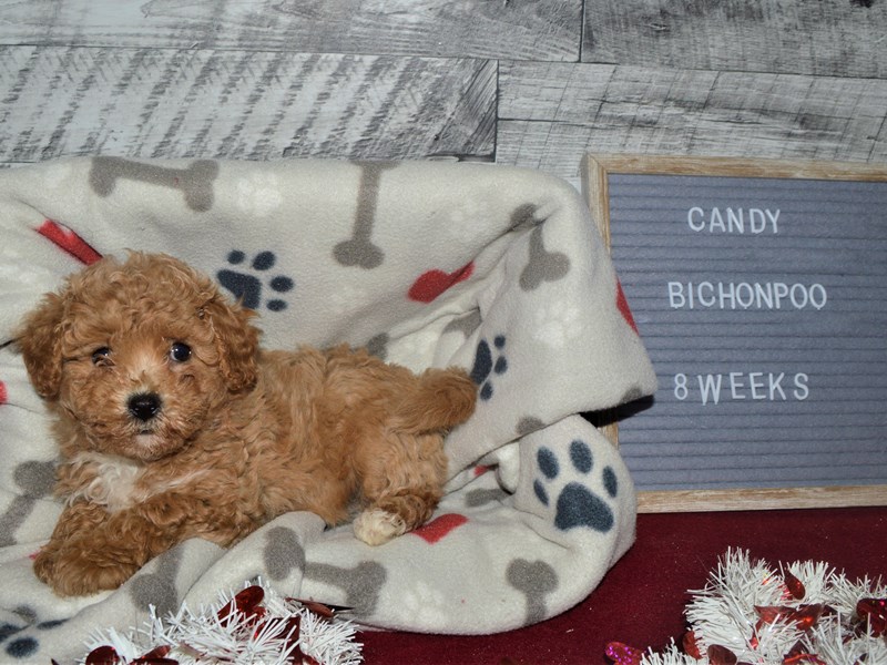 Bichon Poo-DOG-Female-Apricot-2998738-Petland Dunwoody Puppies For Sale