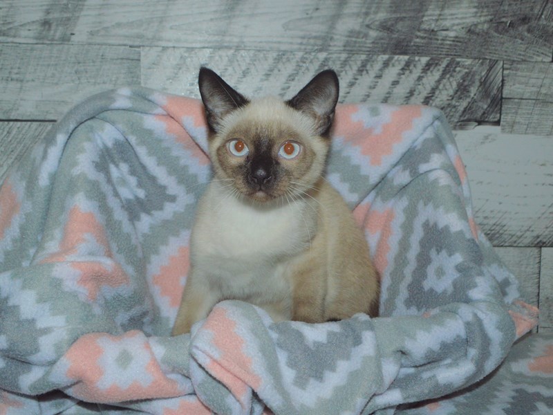 Siamese-Female-Seal Point-2943977-Petland Dunwoody