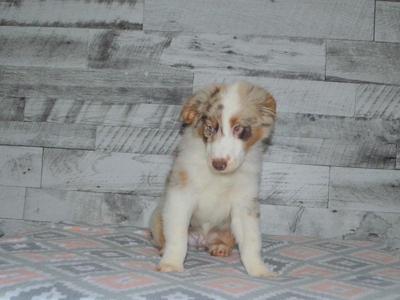 Australian Shepherd-DOG-Male-Red Merle-2990048-Petland Dunwoody Puppies For Sale