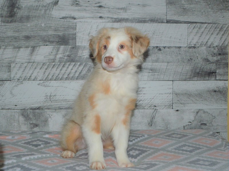 Australian Shepherd-DOG-Female-Red Merle-2990055-Petland Dunwoody Puppies For Sale