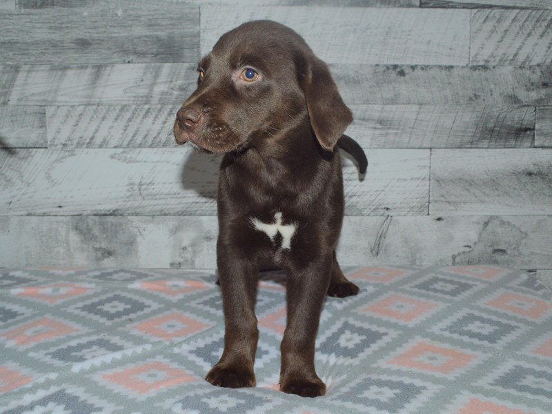 Labrador Retriever-DOG-Male-Chocolate-2992188-Petland Dunwoody Puppies For Sale