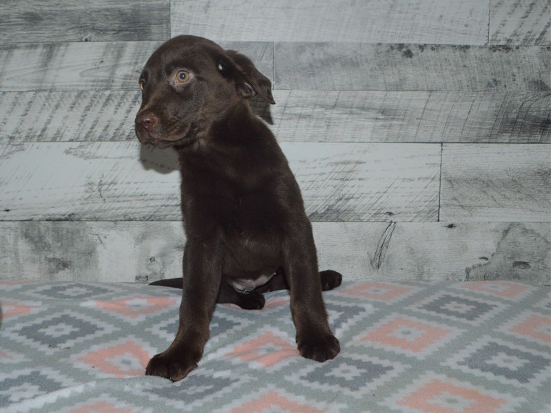 Labrador Retriever-DOG-Female-Chocolate-2992195-Petland Dunwoody Puppies For Sale