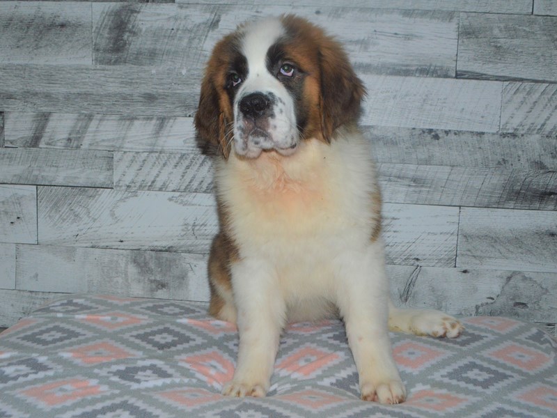 Saint Bernard-Female-Brown and White-2972307-Petland Dunwoody Puppies For Sale