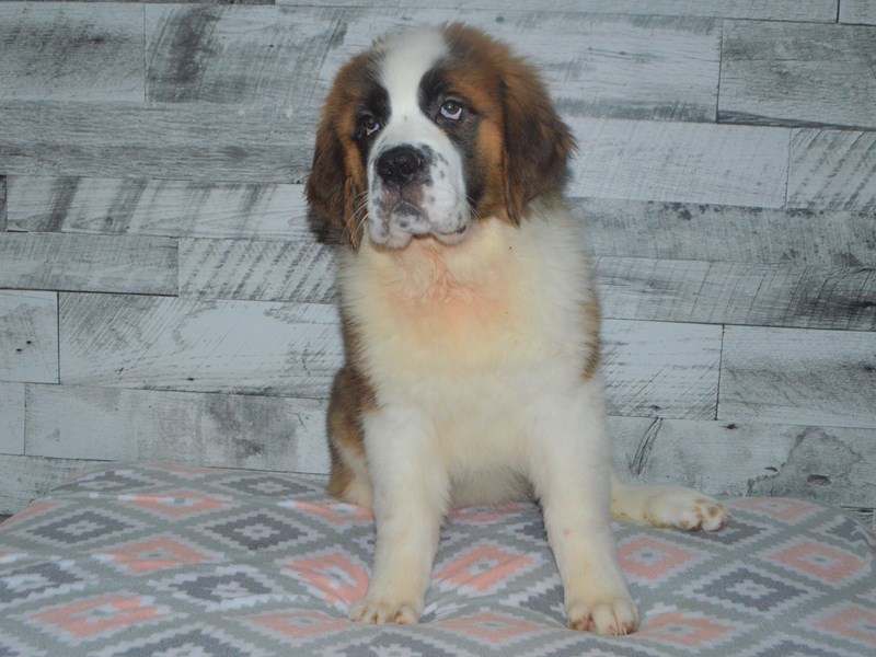 Saint Bernard-Female-Brown and White-2972307-Petland Dunwoody