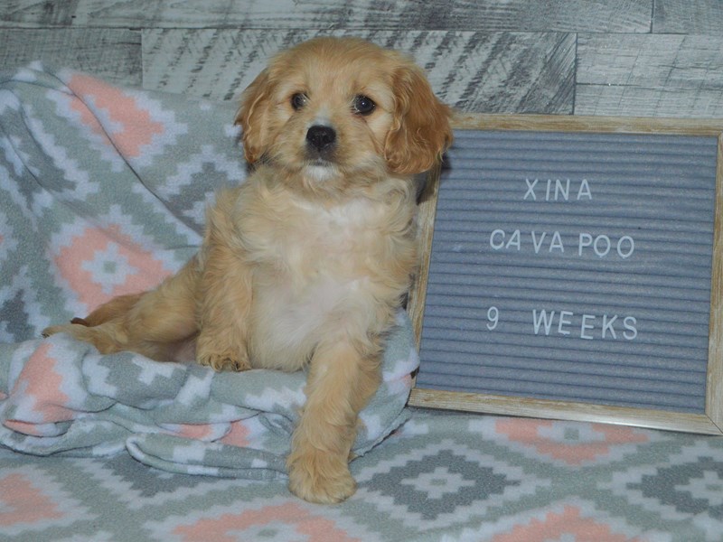 Cavapoo-DOG-Female-Apricot-3007489-Petland Dunwoody Puppies For Sale