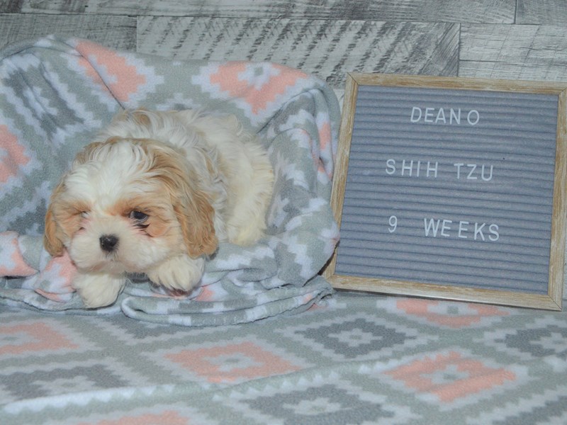 Shih Tzu-DOG-Male-Tan and White-3007497-Petland Dunwoody Puppies For Sale