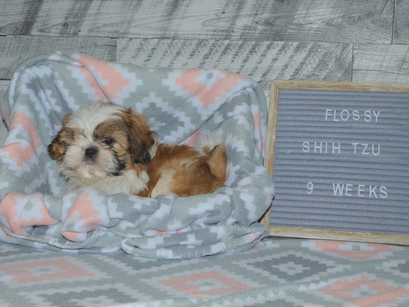 Shih Tzu-DOG-Female-Gold and White-3007495-Petland Dunwoody Puppies For Sale