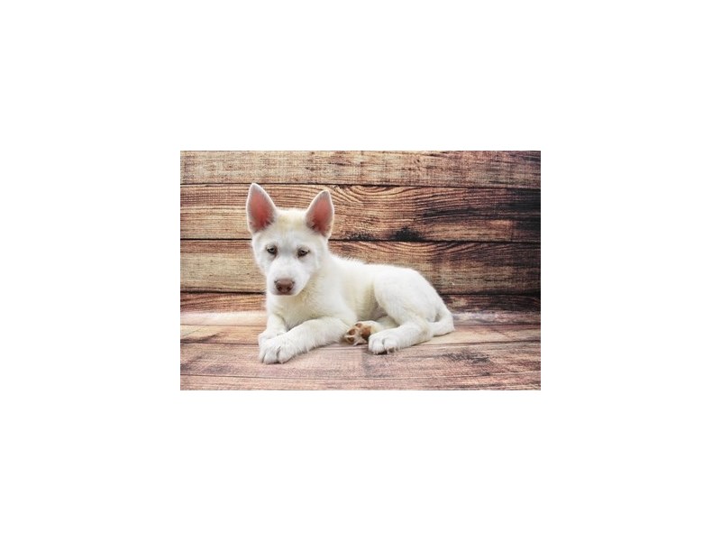 Siberian Husky-DOG-Female-Red and White-3015981-Petland Dunwoody