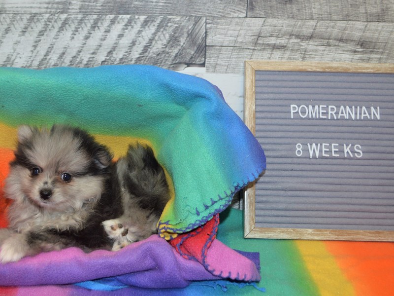 Pomeranian-DOG-Female-Blue Merle-3015856-Petland Dunwoody Puppies For Sale