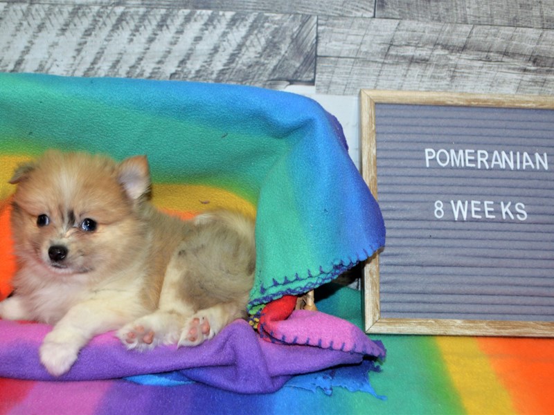 Pomeranian-DOG-Male-Chocolate-3016012-Petland Dunwoody