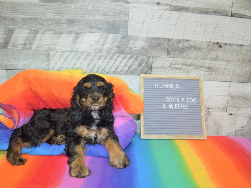 Cock-A-Poo-DOG-Male-Black and Tan-3016824-Petland Dunwoody Puppies For Sale