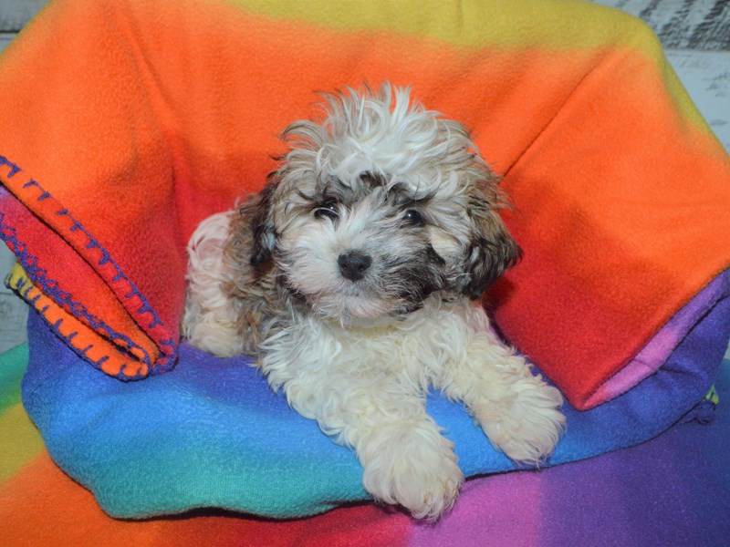 Havanese-DOG-Male-Gold and White-3016339-Petland Dunwoody Puppies For Sale