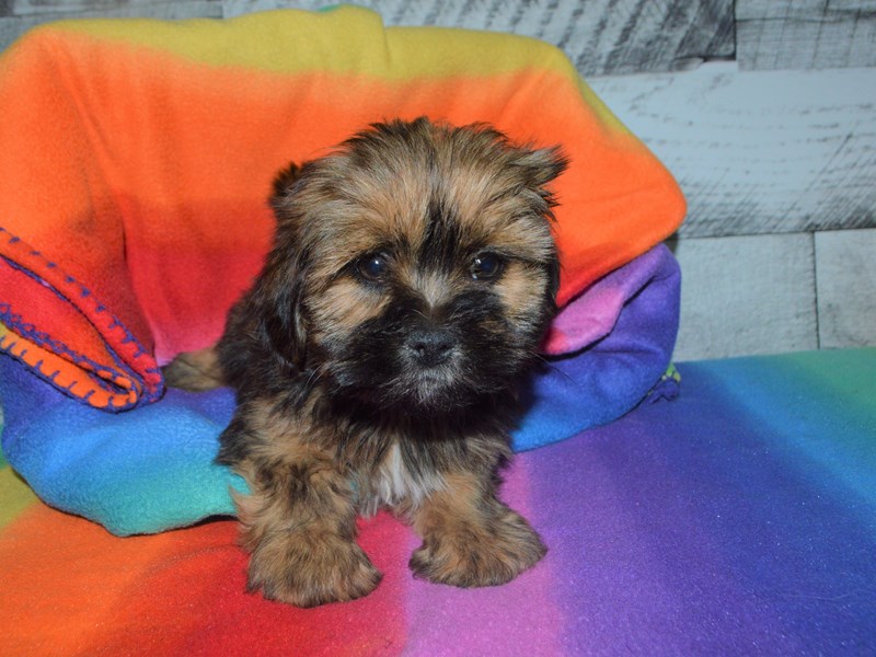 Lhasa Apso-DOG-Female-Sable-3016344-Petland Dunwoody Puppies For Sale