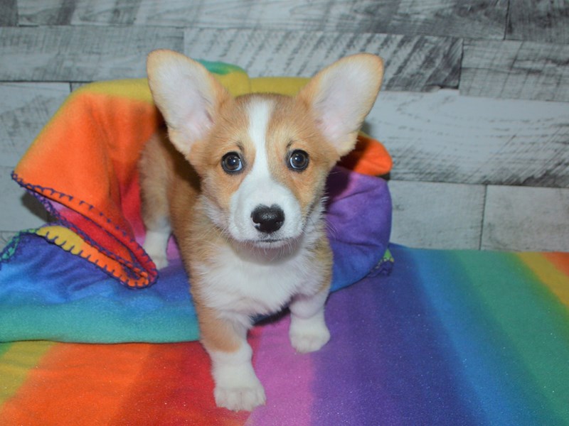 Pembroke Welsh Corgi-DOG-Male-Red and White-3016254-Petland Dunwoody Puppies For Sale