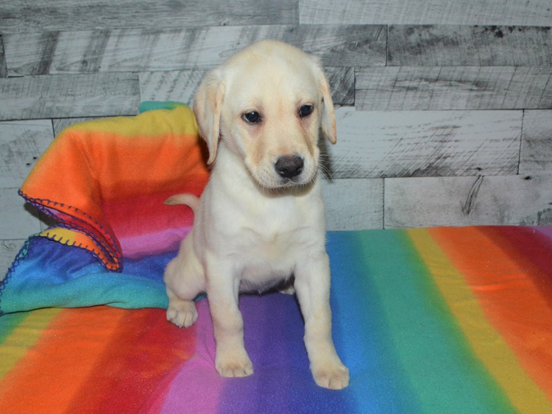 Labrador Retriever-DOG-Female-Yellow-3016294-Petland Dunwoody
