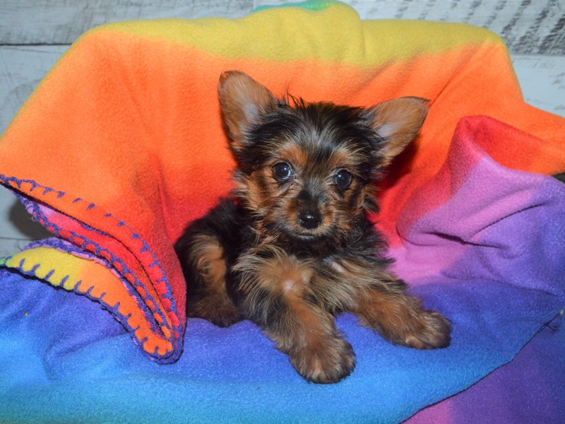Yorkshire Terrier-DOG-Male-Black and Tan-3016422-Petland Dunwoody Puppies For Sale
