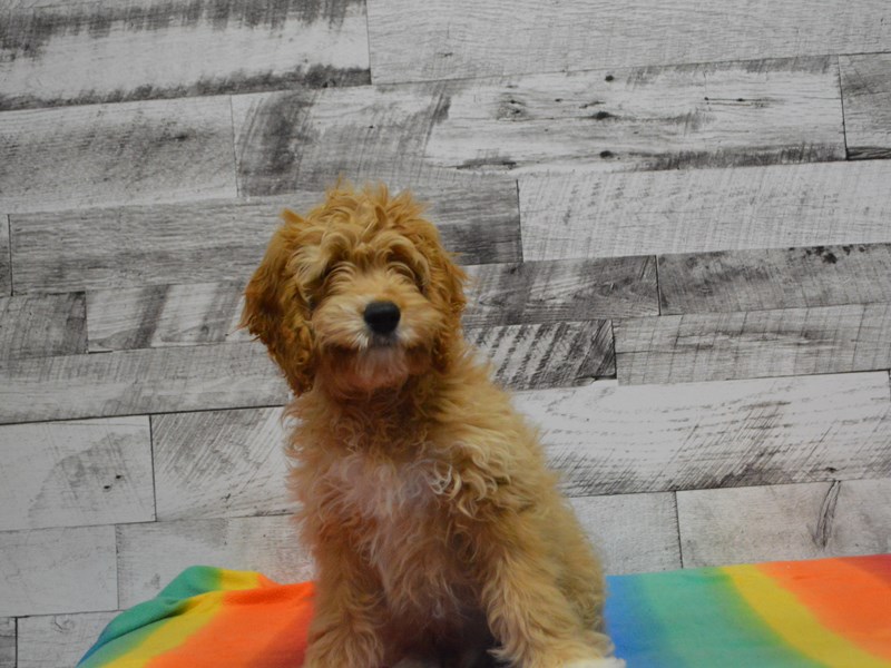 F1B Mini Goldendoodle-DOG-Male-Apricot-3016801-Petland Dunwoody Puppies For Sale