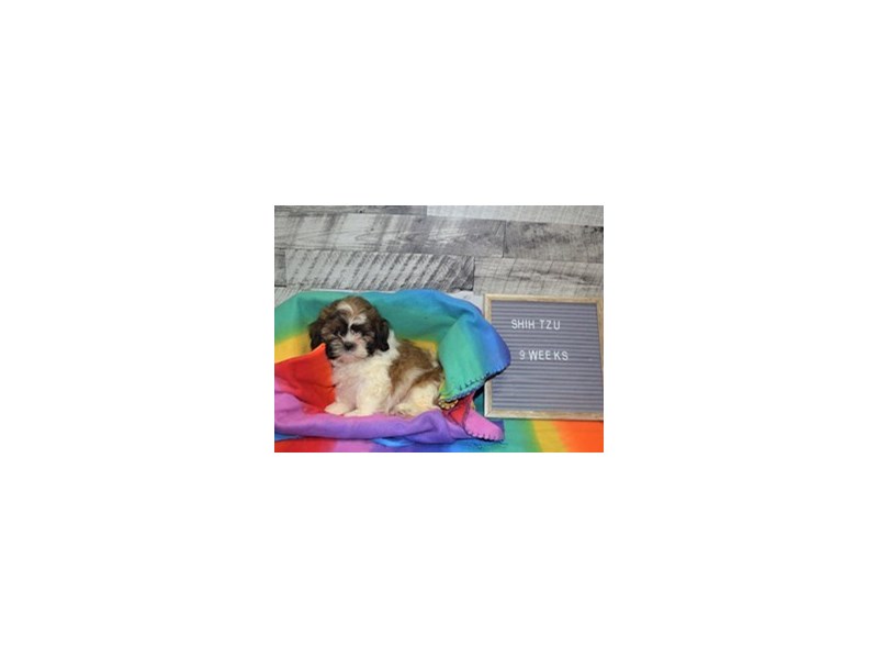 Shih Tzu-DOG-Male-Brown and White-3015793-Petland Dunwoody Puppies For Sale