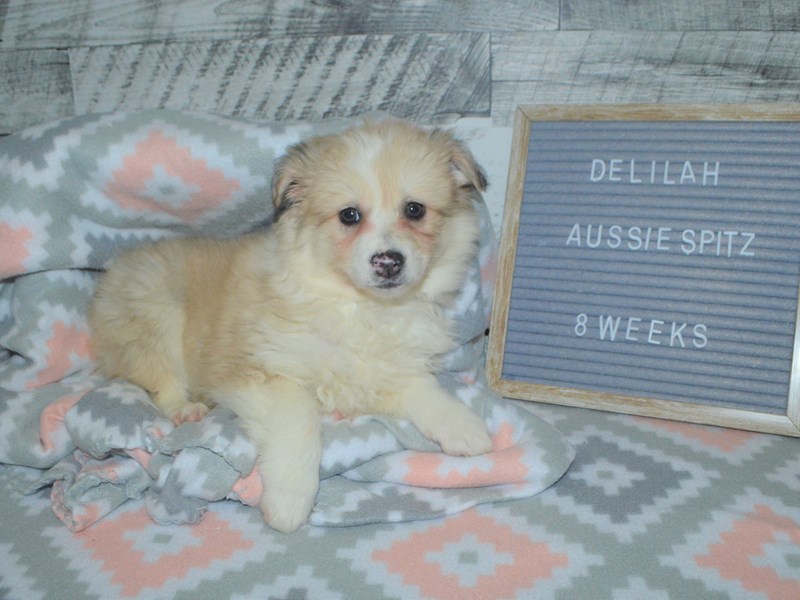 Aussie Spitz-Female-Cream and White-2972740-Petland Dunwoody Puppies For Sale