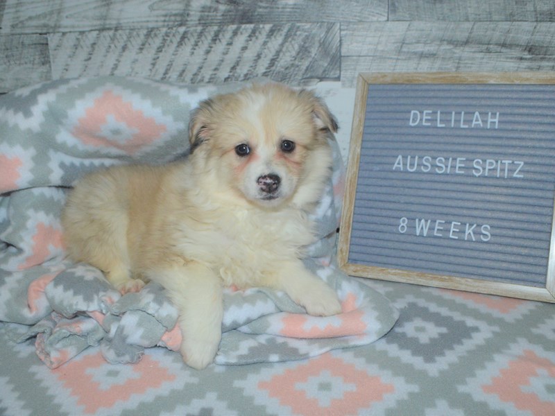 Aussie Spitz-Female-Cream and White-2972740-Petland Dunwoody