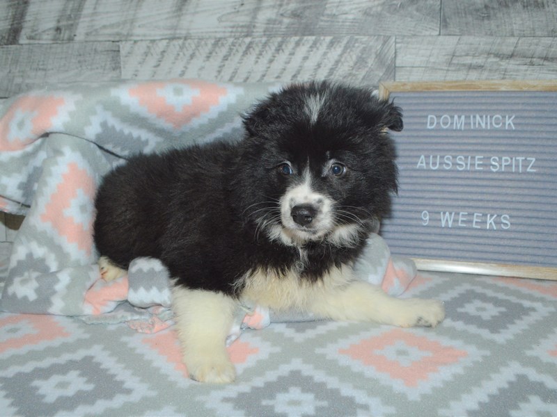 Aussie Spitz-Male-Black and White-2972738-Petland Dunwoody Puppies For Sale