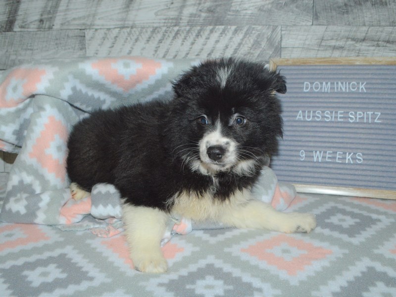 Aussie Spitz-Male-Black and White-2972738-Petland Dunwoody