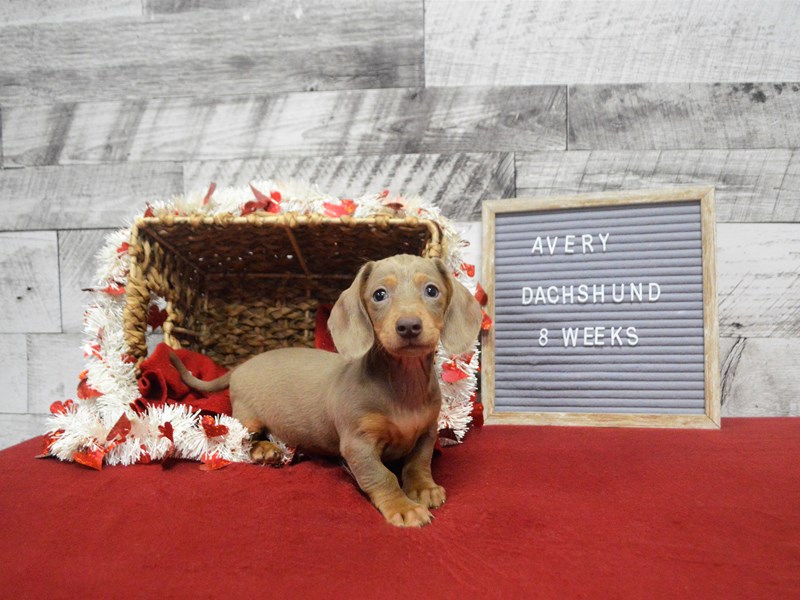 Dachshund-DOG-Male-Isabella-2990029-Petland Dunwoody Puppies For Sale
