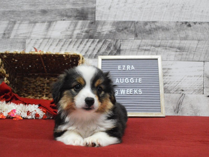 Auggie-Male-Black Tan and White-2989922-Petland Dunwoody Puppies For Sale