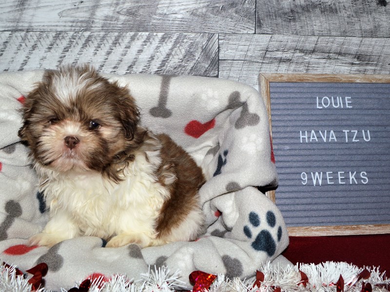 Hava-Tzu-Male-Liver and White-2998835-Petland Dunwoody Puppies For Sale