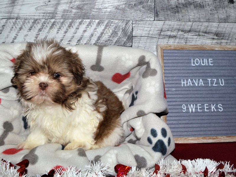 Hava-Tzu-Male-Liver and White-2998835-Petland Dunwoody