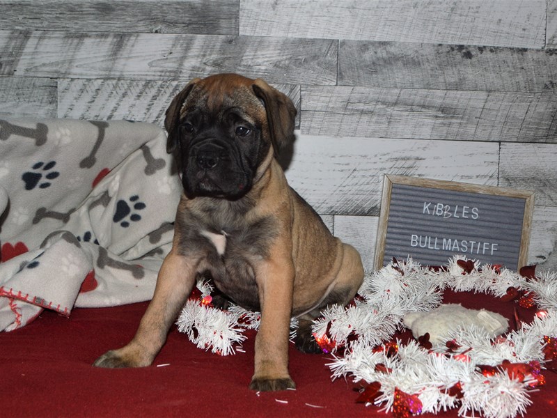 Bull Mastiff-Female-Red Fawn with Black Mask-2998687-Petland Dunwoody Puppies For Sale