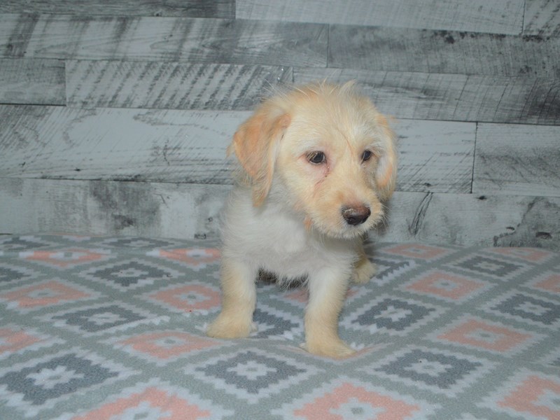 Mini Labradoodle-DOG-Male-Golden-2990177-Petland Dunwoody Puppies For Sale