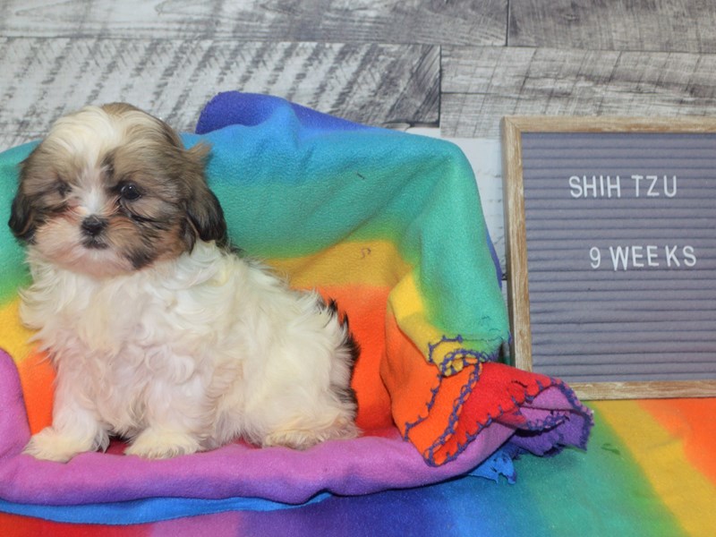 Shih Tzu-DOG-Female-Brown and White-3015833-Petland Dunwoody Puppies For Sale
