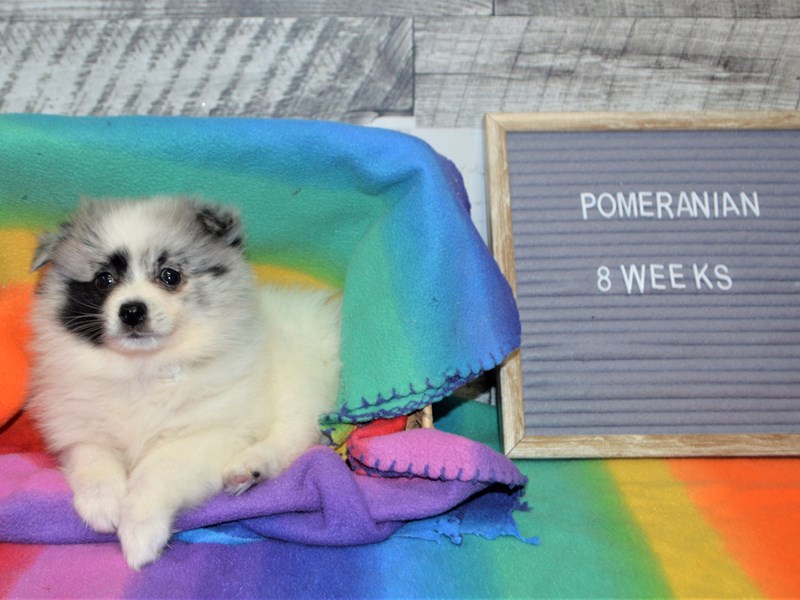 Pomeranian-DOG-Female-Tri-3016069-Petland Dunwoody Puppies For Sale