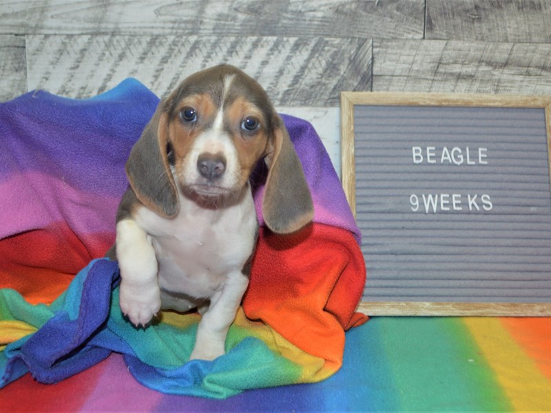 Beagle-DOG-Female-Grey and White-3016425-Petland Dunwoody Puppies For Sale