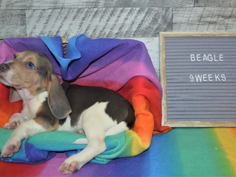 Beagle-DOG-Male-Grey and White-3016424-Petland Dunwoody Puppies For Sale