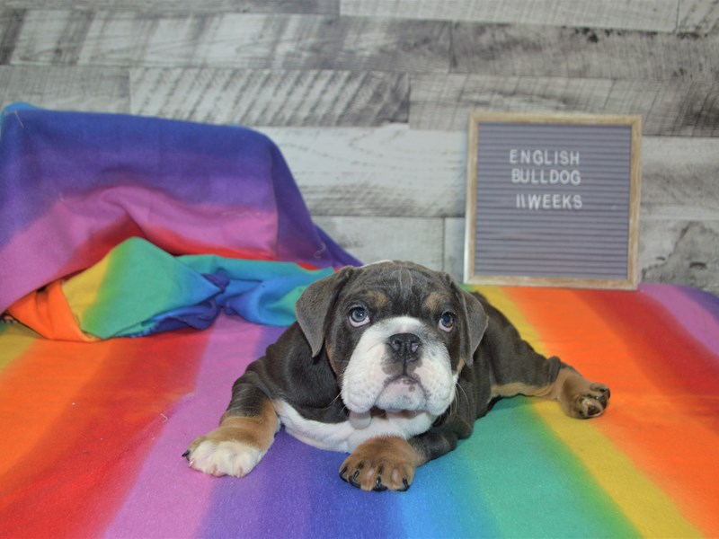 English Bulldog-DOG-Female-Blue Tri-3016421-Petland Dunwoody