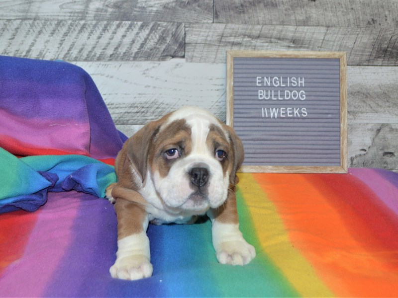 English Bulldog-DOG-Female-Red and White-3016420-Petland Dunwoody Puppies For Sale