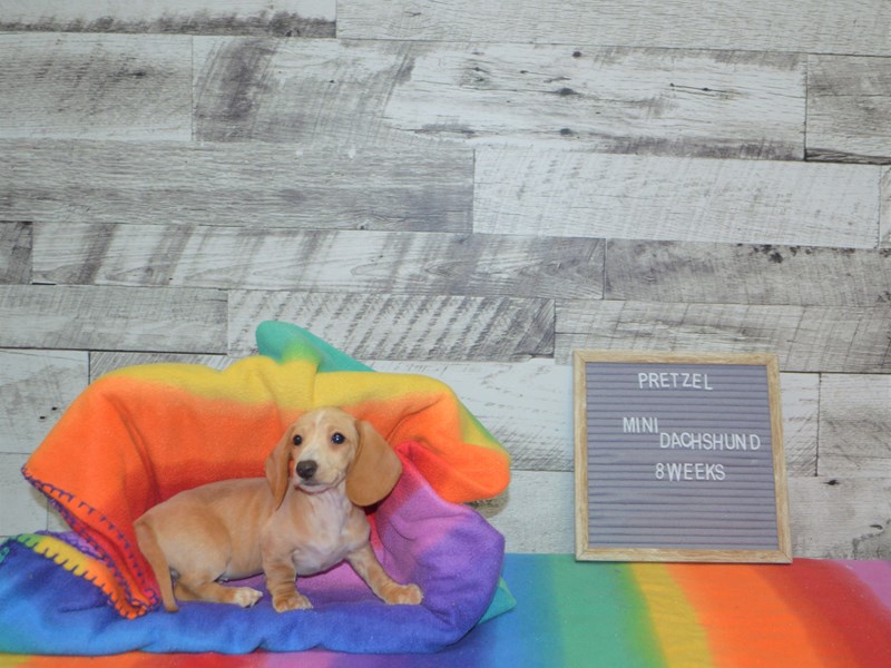 Mini Dachshund-DOG-Female-Cream-3016828-Petland Dunwoody Puppies For Sale